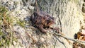 Brown Toad Resting on Forest Ground Beside Tree Roots Royalty Free Stock Photo