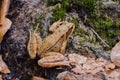 A brown toad sits on the forest floor Royalty Free Stock Photo