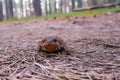 A brown toad sits on a forest path on a summer day.