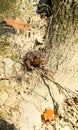 Brown Toad Sitting at Tree Base Among Roots and Autumn Leaves Royalty Free Stock Photo