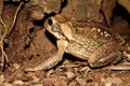 Brown toad from Venezuela Royalty Free Stock Photo