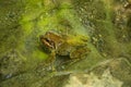 brown toad in the water of the Araza river Royalty Free Stock Photo