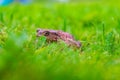 Brown toad in wet summer grass.. Royalty Free Stock Photo