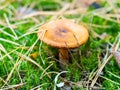 Brown toadstool in green moss with pine needles in forest, macro Royalty Free Stock Photo