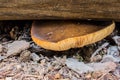 Brown Toadstool