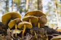 Brown toadstools in forest