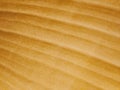 Brown tone banana leaves Royalty Free Stock Photo