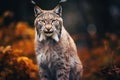 Brown tones medium shot of sitting longhaired Lynx Royalty Free Stock Photo