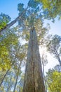 Brown Top Stringybark Tree in Tasmania Royalty Free Stock Photo