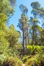 Brown Top Stringybark Tree in Tasmania Royalty Free Stock Photo