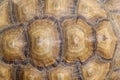 Photo of brown tortoise shell pattern. Top view Royalty Free Stock Photo