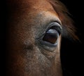 Brown tragic horse head eyes. A closeup portrait of the face of a horse