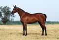 Brown trakehner horse