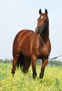 Brown trakehner horse Royalty Free Stock Photo