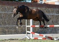 The brown trakehner sport horse free jumps over a hurdle