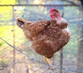 Brown Transylvanian Naked Neck Chicken Breed