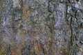 Brown tree bark close-up Royalty Free Stock Photo