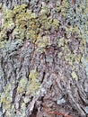 Brown tree bark with colorful mossy textured background images Royalty Free Stock Photo