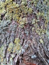 Brown tree bark with colorful mossy textured background images Royalty Free Stock Photo