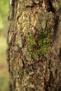 brown tree bark in the forest Royalty Free Stock Photo