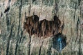 Brown tree bark with hole. Background or Texture. Royalty Free Stock Photo