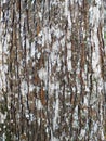 Brown tree bark texture with white spots and moss. Detail of the fungus on the bark of a tree. Close up of tropical palm tree Royalty Free Stock Photo