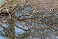 Brown Tree Branches Submerging In Water Showing Mirror Reflection At Swamp Flooded Forest