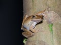 Brown tree frog Royalty Free Stock Photo