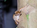 Brown tree frog Royalty Free Stock Photo