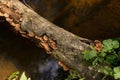 Brown tree fungis on a pine tree stump overhanging a small forest brook