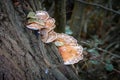 brown tree fungus grows on a fallen tree trunk Royalty Free Stock Photo