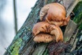 brown tree fungus grows on a moss-covered tree trunk Royalty Free Stock Photo