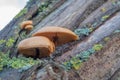 brown tree fungus grows on a moss-covered tree trunk Royalty Free Stock Photo