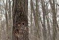 Brown tree with a hollow in the winter forest Royalty Free Stock Photo