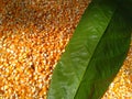 Brown tree leaf texture on corn seeds Royalty Free Stock Photo