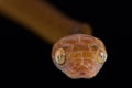 Brown tree snake Boiga irregularis