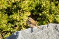 A brown tree sparrow bird, Passer domesticus, perching on stone, green tree spotted background Royalty Free Stock Photo