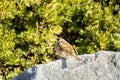 A brown tree sparrow bird, Passer domesticus, perching on stone, green tree spotted background Royalty Free Stock Photo