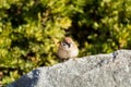 A brown tree sparrow bird, Passer domesticus, perching on stone, green tree spotted background Royalty Free Stock Photo