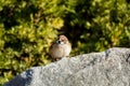 A brown tree sparrow bird, Passer domesticus, perching on stone, green tree spotted background Royalty Free Stock Photo