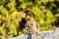 A brown tree sparrow bird, Passer domesticus, perching on stone, green tree spotted background Royalty Free Stock Photo