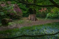 Brown tree stump in beautiful nature Royalty Free Stock Photo