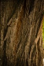 Brown tree trunk in an autumnal afternoon