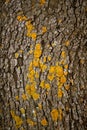 Brown tree trunk texture background