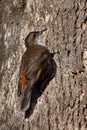 Brown Treecreeper - Climacteris picumnus small bird, largest Australasian treecreeper, endemic to eastern Australia, Cape York, Qu
