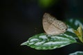 A brown tropical butterfly with brown spots sits on a leaf against a green background Royalty Free Stock Photo