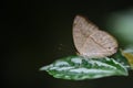 A brown tropical butterfly with brown spots sits on a leaf against a green background Royalty Free Stock Photo