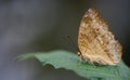 A brown tropical butterfly with brown spots sits on a leaf against a green background Royalty Free Stock Photo