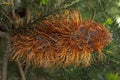 Brown tropical flower