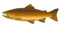 Brown Trout